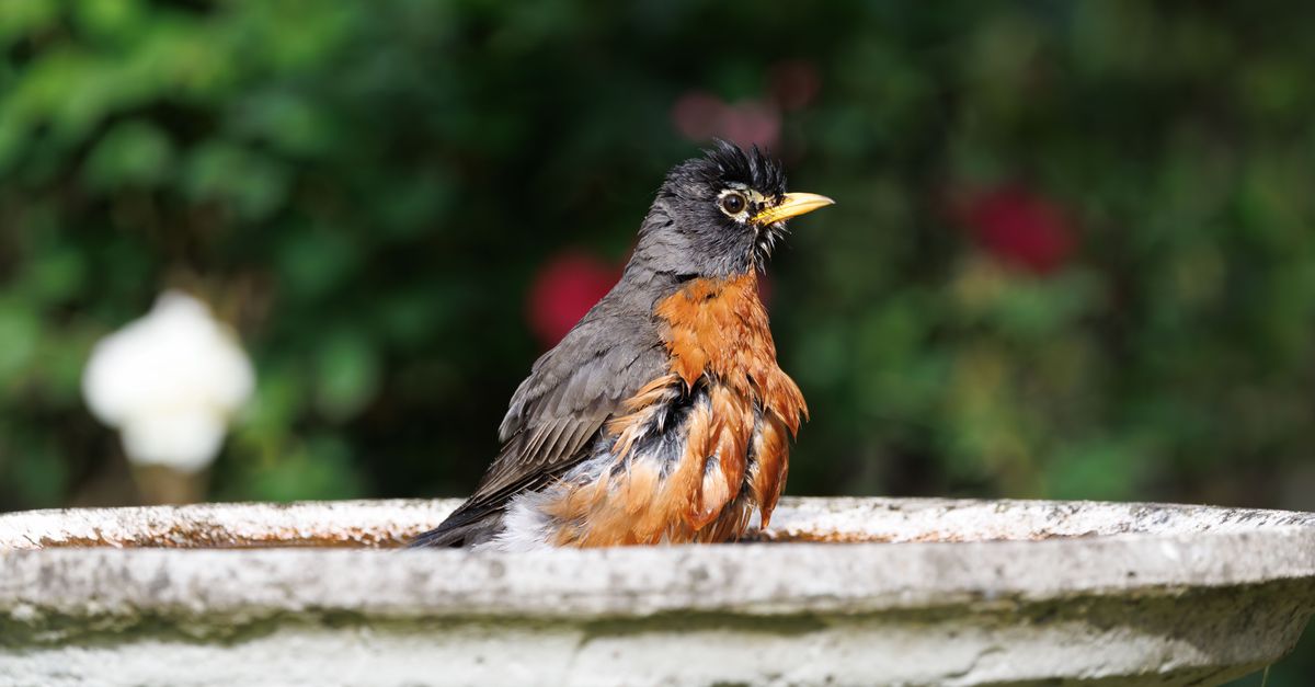 A vibrant American Robin enjoying a refreshing bath in a garden birdbath.