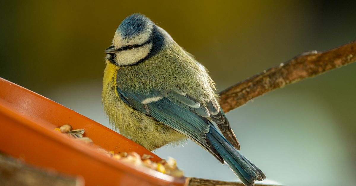 Detailed close-up of a colorful blue tit bird on a feeder, highlighted by natural light.