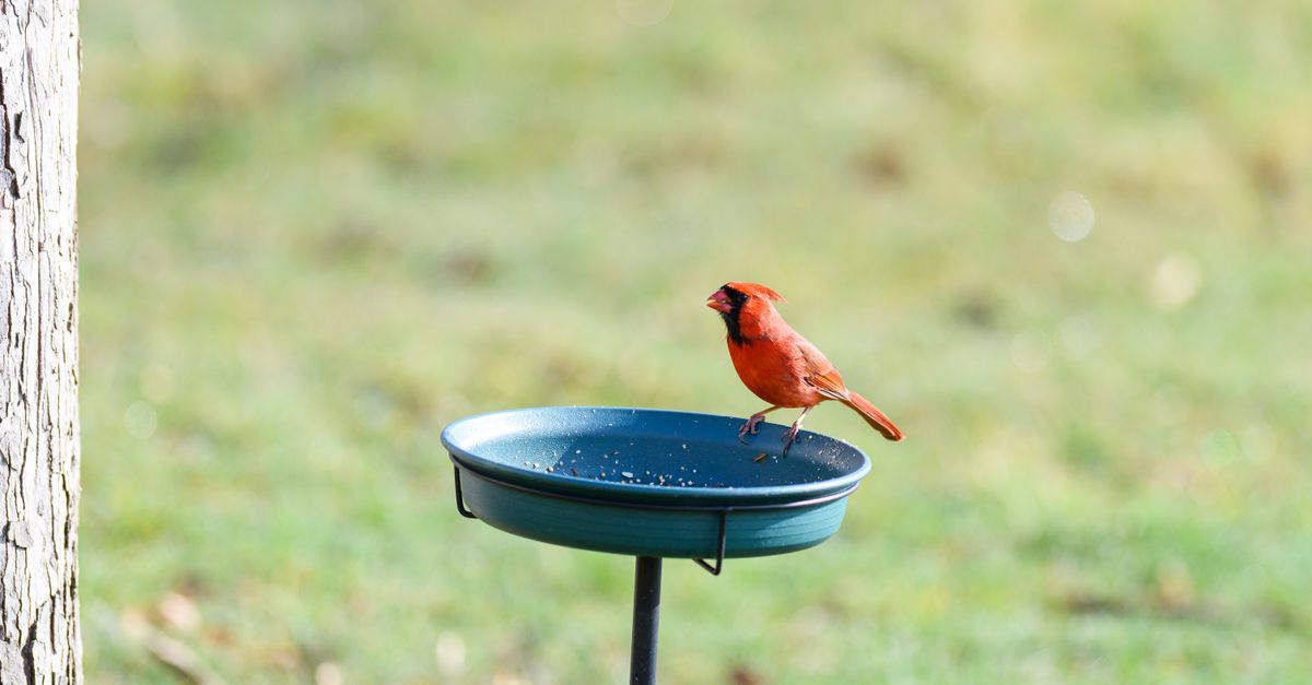 A vibrant Northern Cardinal perched on a feeder outdoors in Canonsburg, Pennsylvania.