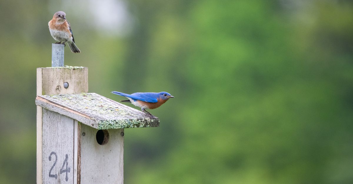 Pair of Eastern Bluebirds resting on a rustic wooden birdhouse against a blurred green background.