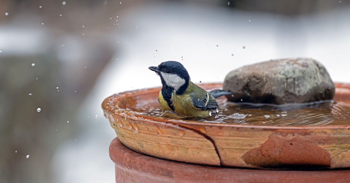 A coal tit enjoying a refreshing bath in a clay birdbath in a snowy garden in Bremen, Germany.