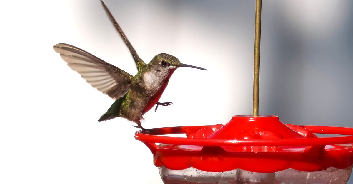A hummingbird gracefully hovers at a red feeder, capturing nature's beauty.