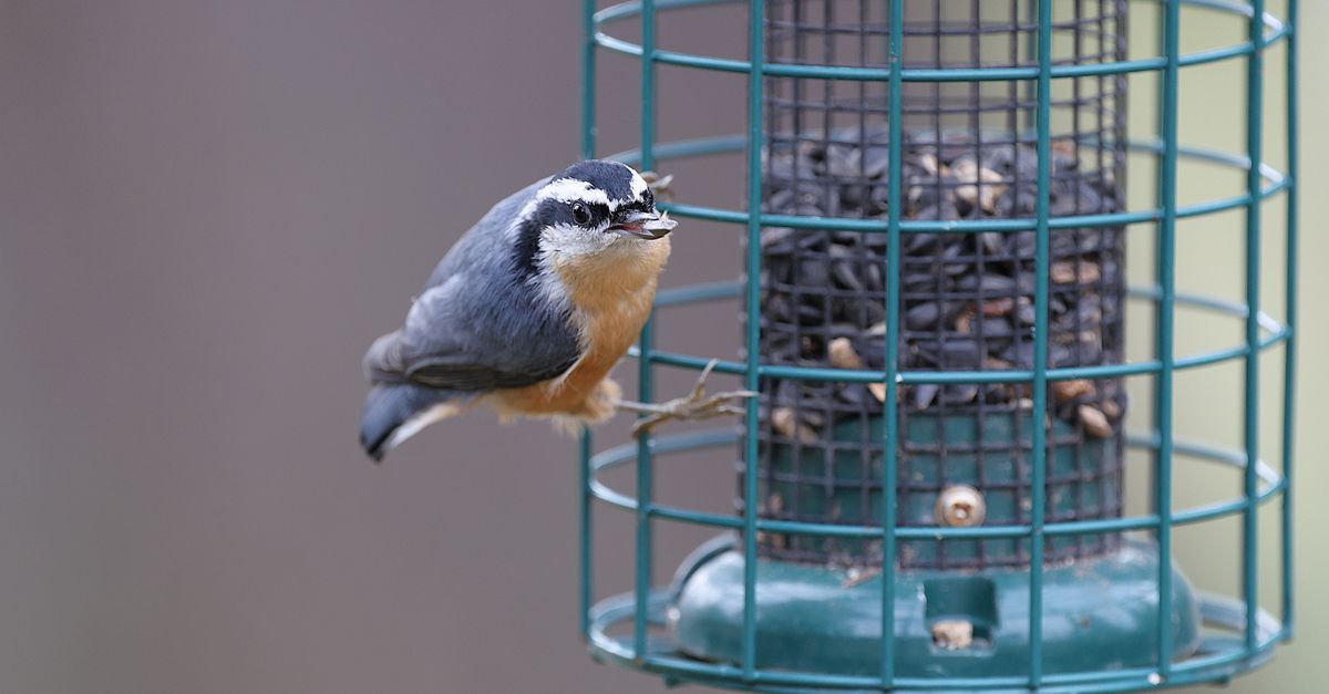 A nuthatch bird clings to a green bird feeder filled with seeds in a backyard setting.