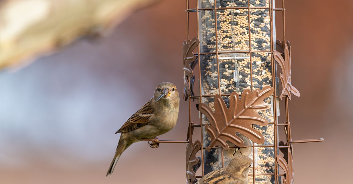 Two house sparrows perched on a bird feeder in an autumn setting outdoors.