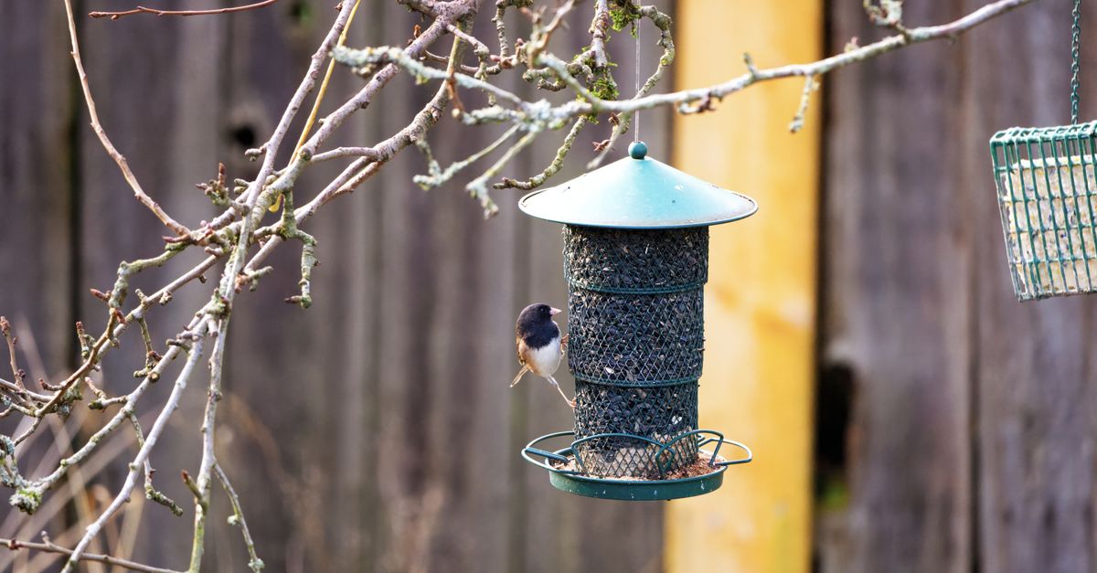 A chickadee perched on a hanging bird feeder in a backyard garden during winter.