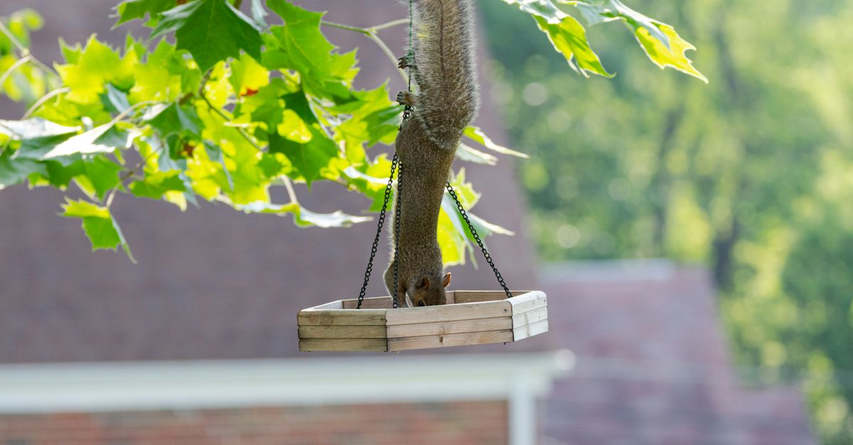 A curious squirrel hangs upside down while feeding from a wooden bird feeder.