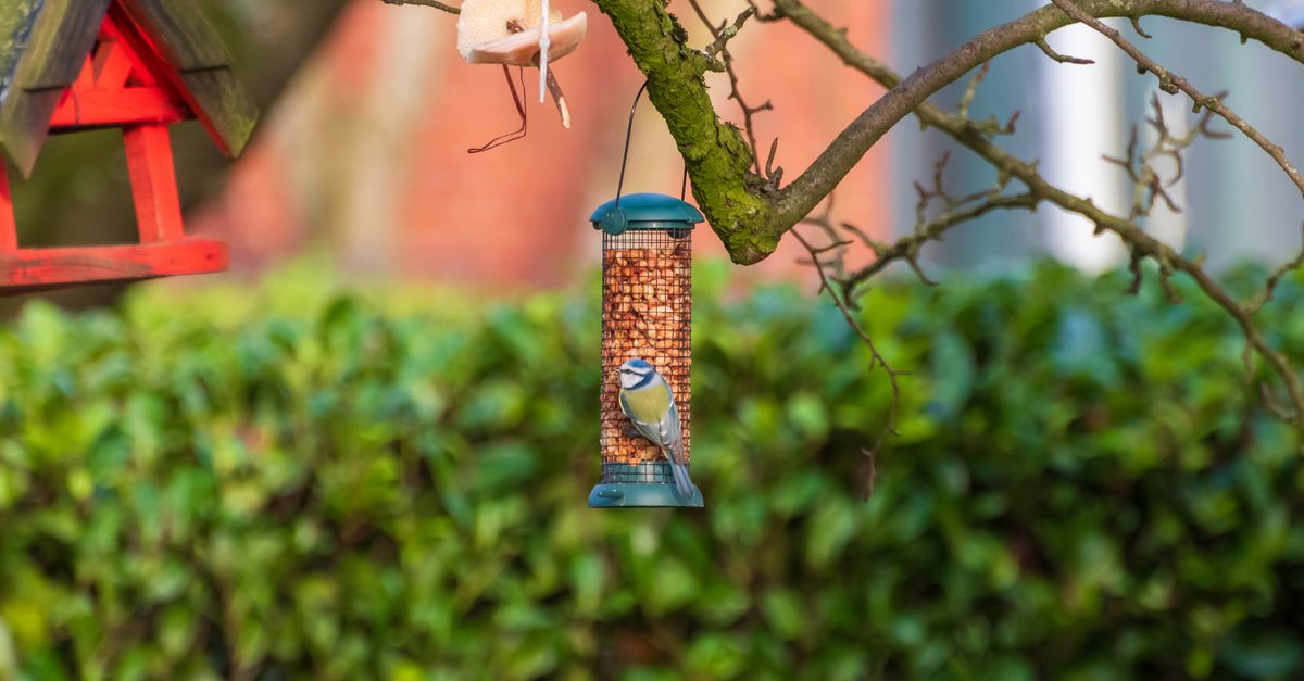 A Blue Tit perched on a bird feeder with a lush garden backdrop.